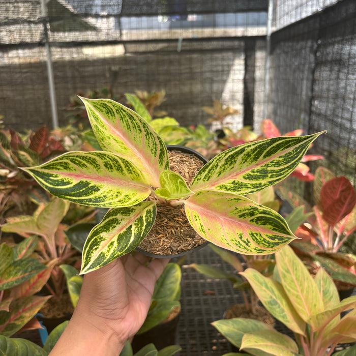 Aglaonema Big Mama Tricolor