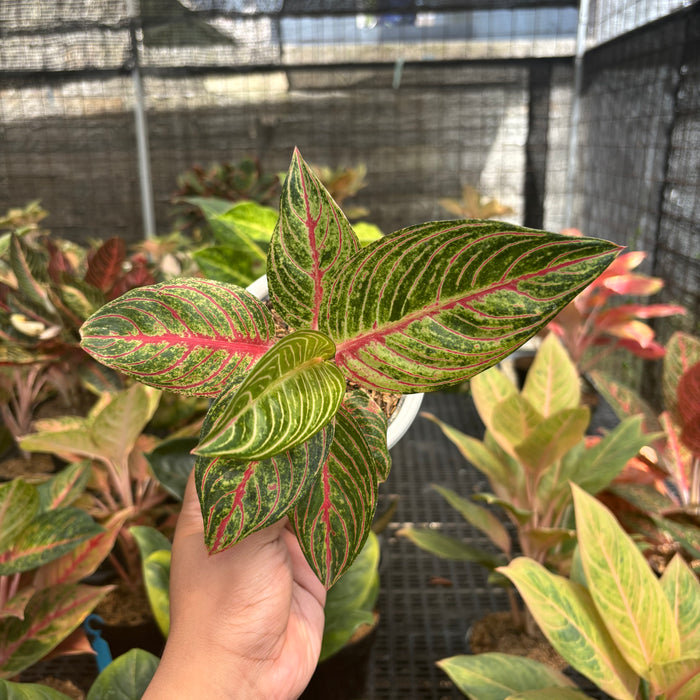 Aglaonema Stella