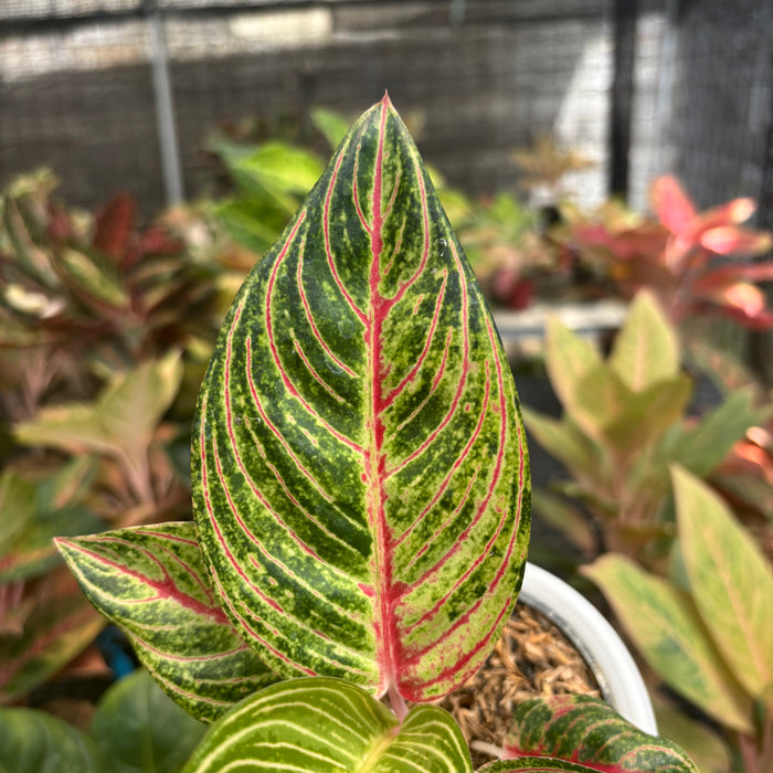 Aglaonema Stella