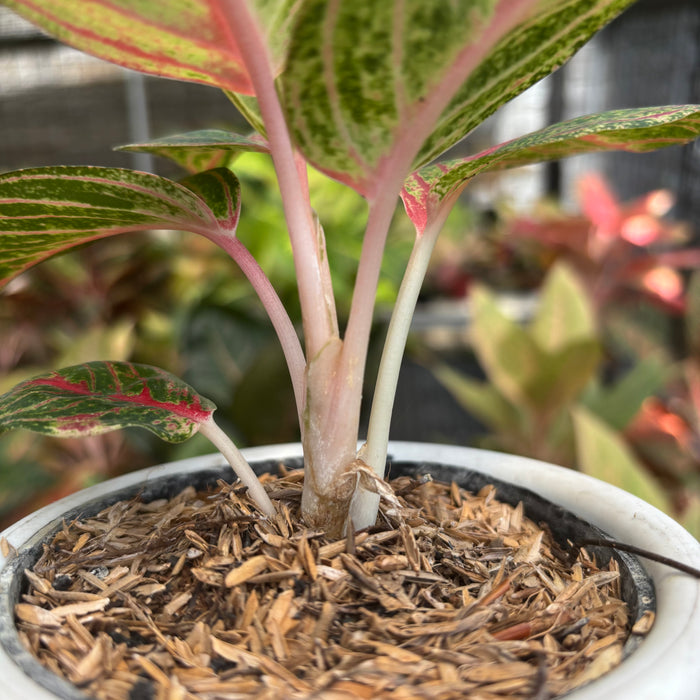 Aglaonema Stella