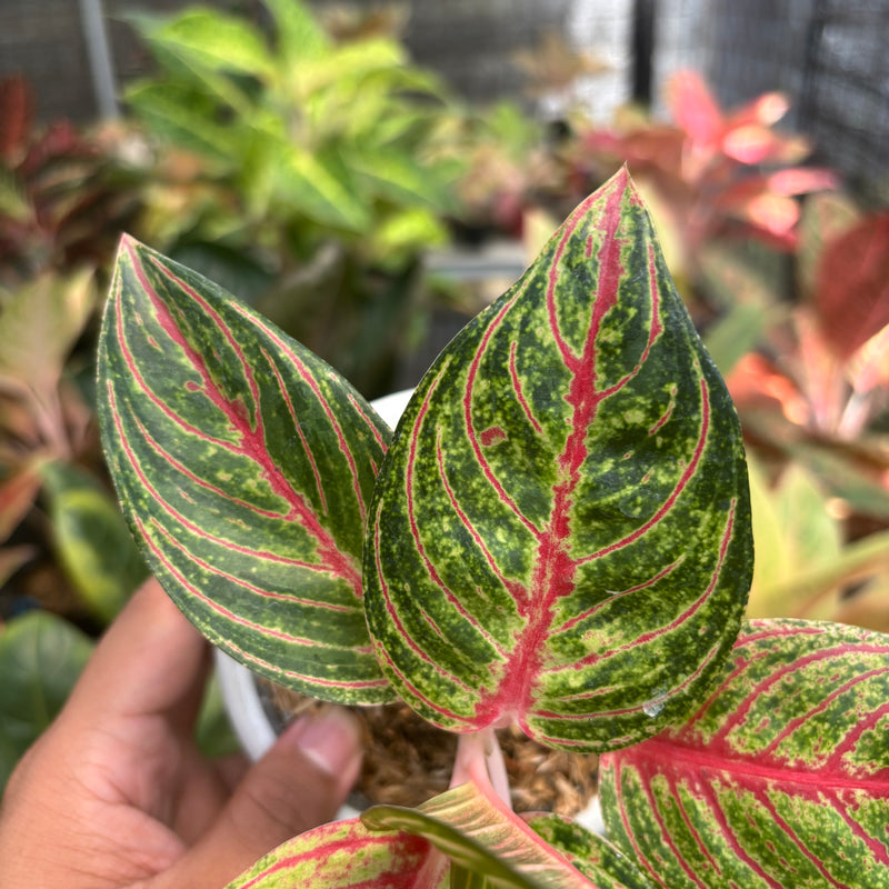 Aglaonema Stella