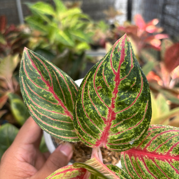 Aglaonema Stella