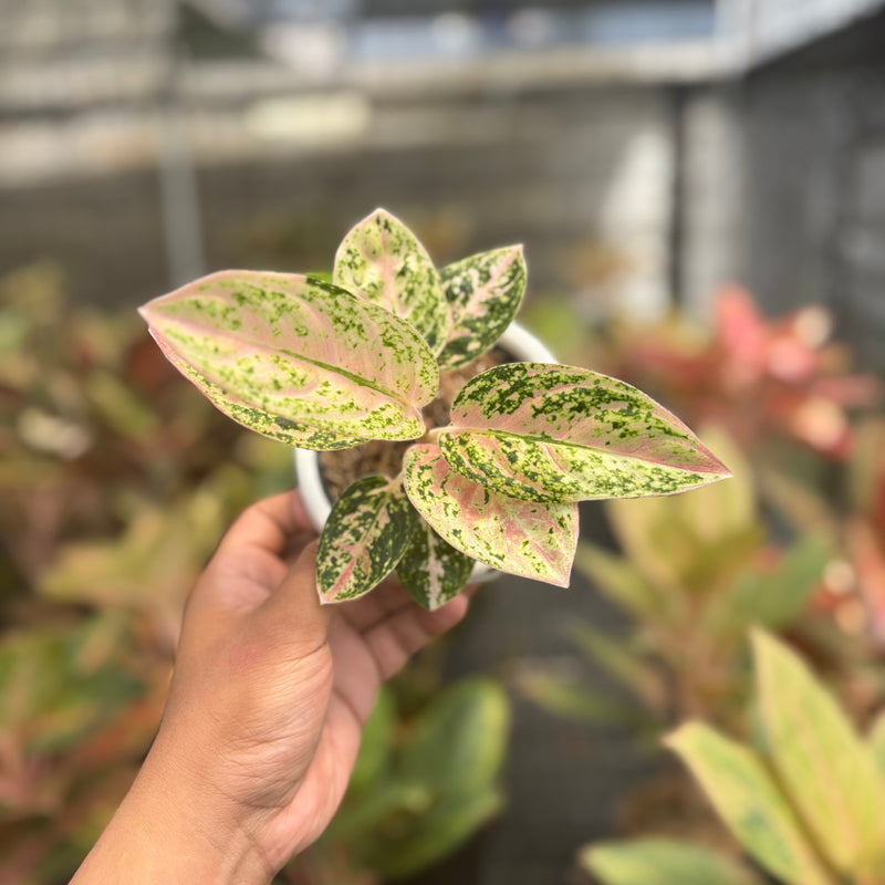Aglaonema Pinkan