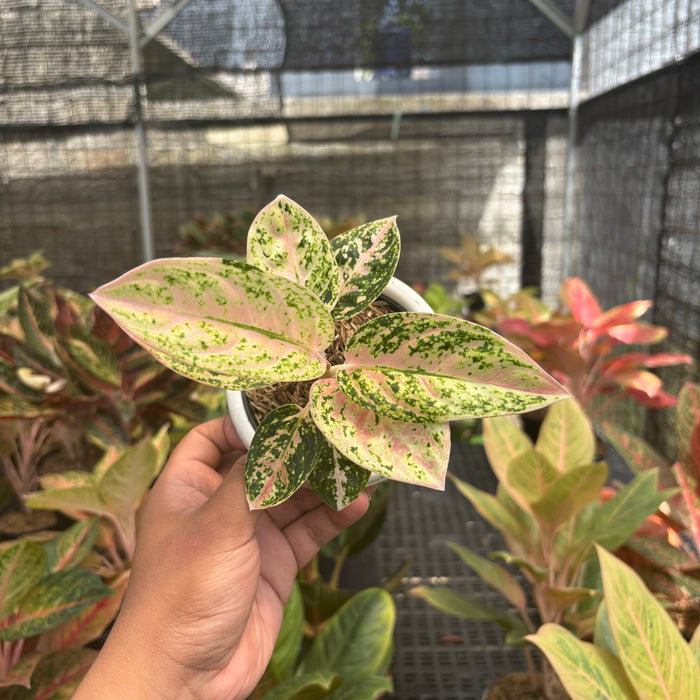 Aglaonema Pinkan