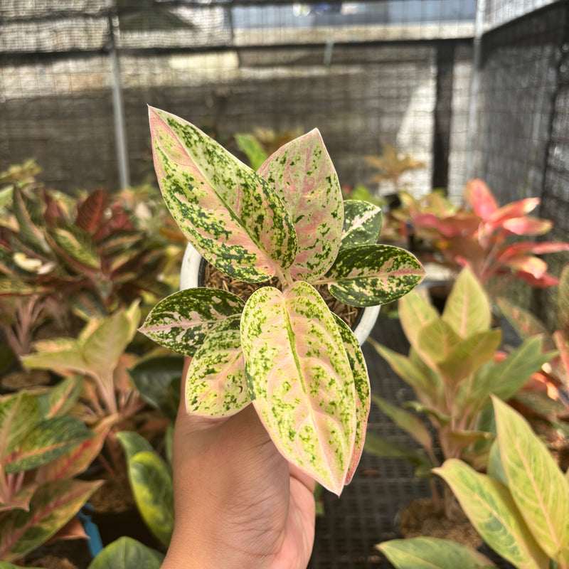 Aglaonema Pinkan