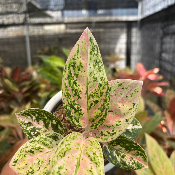 Aglaonema Pinkan