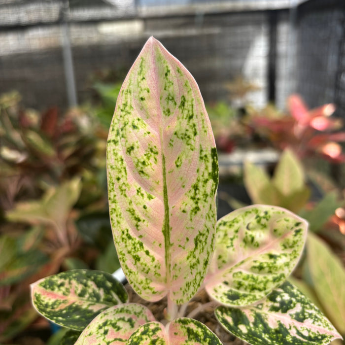 Aglaonema Pinkan