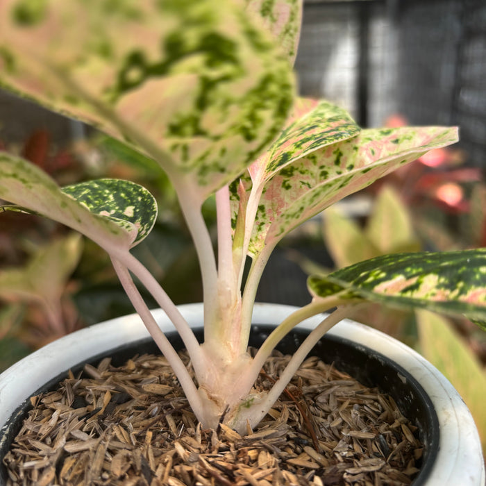 Aglaonema Pinkan