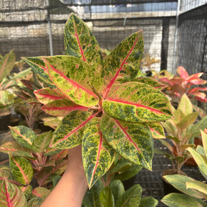 Aglaonema Roro Jonggrang