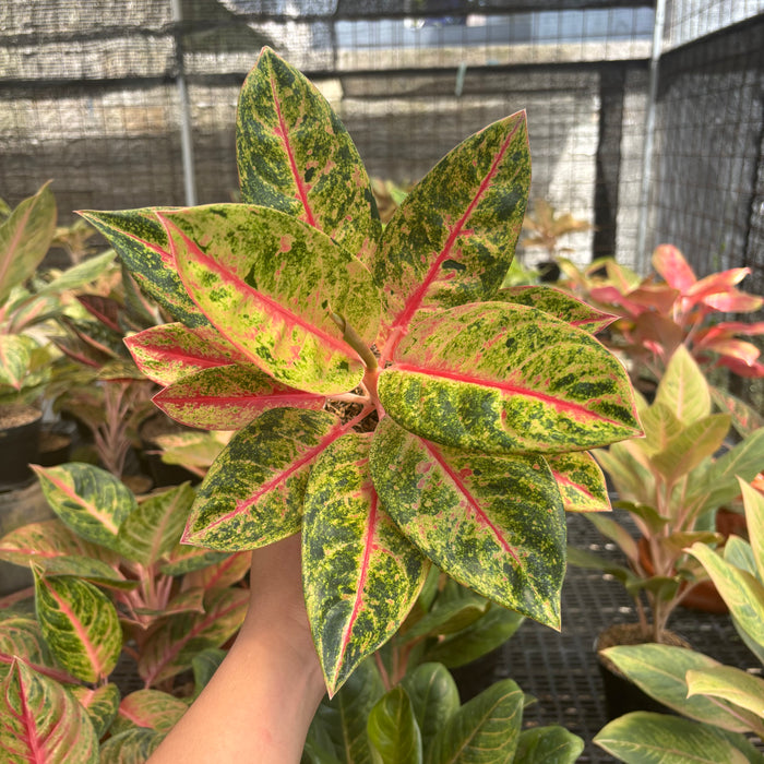 Aglaonema Roro Jonggrang