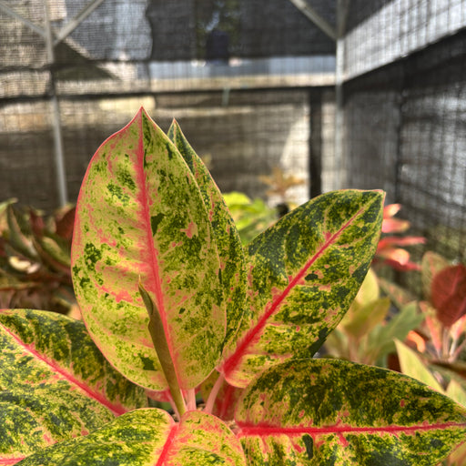 laksap aglaonema Aglaonema Roro Jonggrang