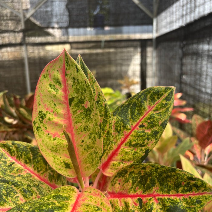 Aglaonema Roro Jonggrang