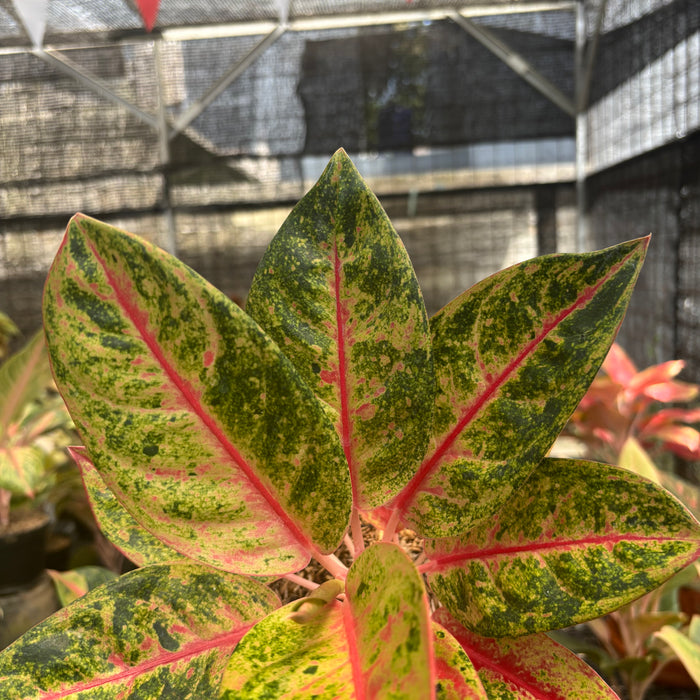 Aglaonema Roro Jonggrang