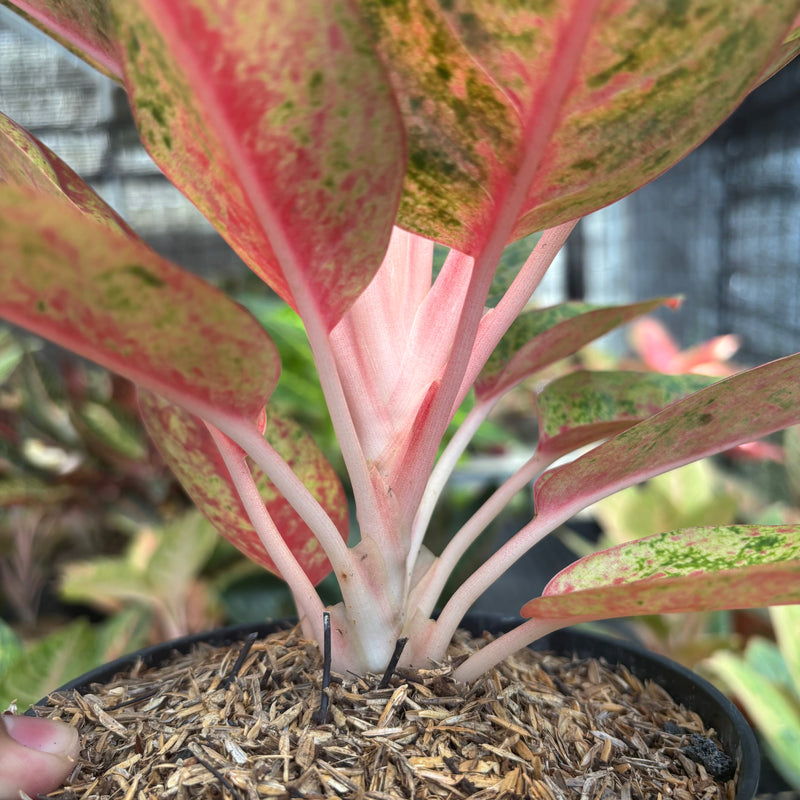Aglaonema Roro Jonggrang