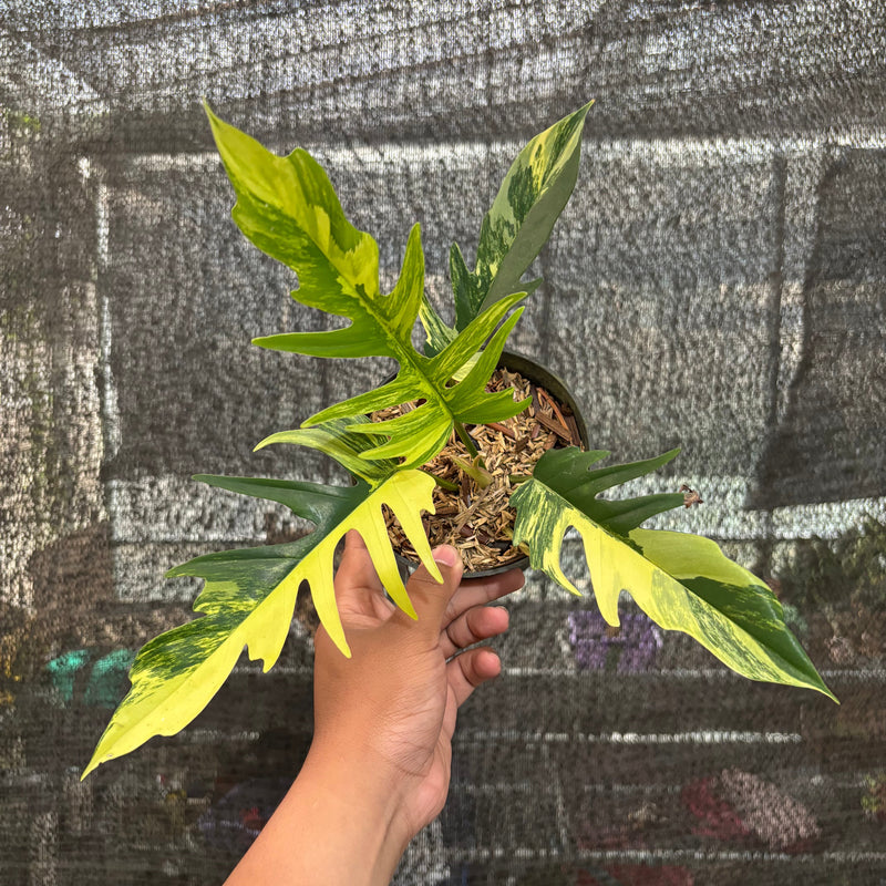 🎁 Philodendron Florida Beauty x Tortum Variegated (100% off)