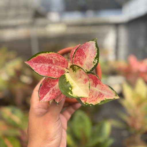 cochin aglaonema Aglaonema Kochin Wagyu — Aroidasia
