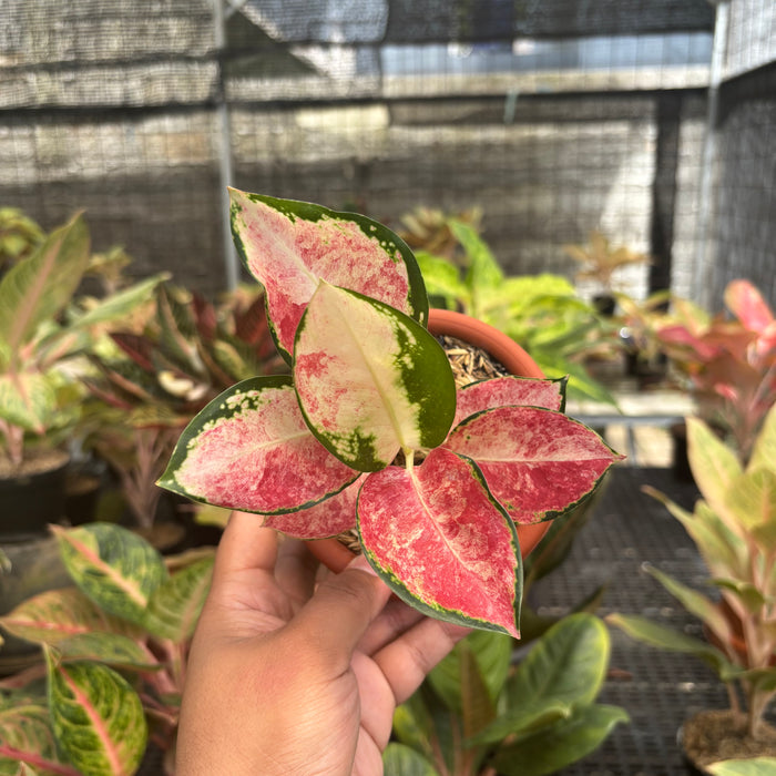 Aglaonema Kochin Wagyu