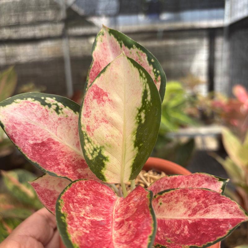 Aglaonema Kochin Wagyu