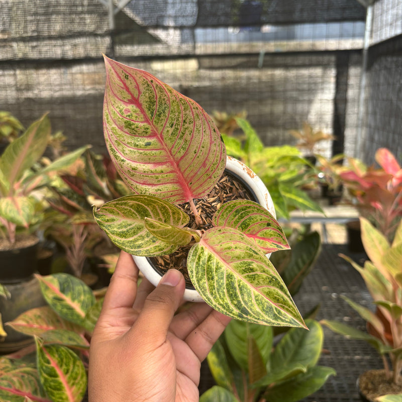 Aglaonema Mother of Teressa