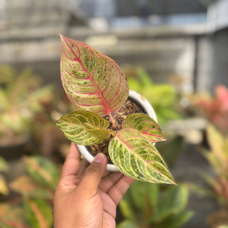 Aglaonema Mother of Teressa