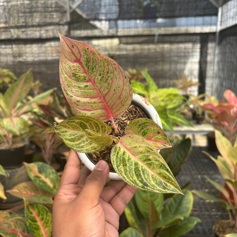 Aglaonema Mother of Teressa