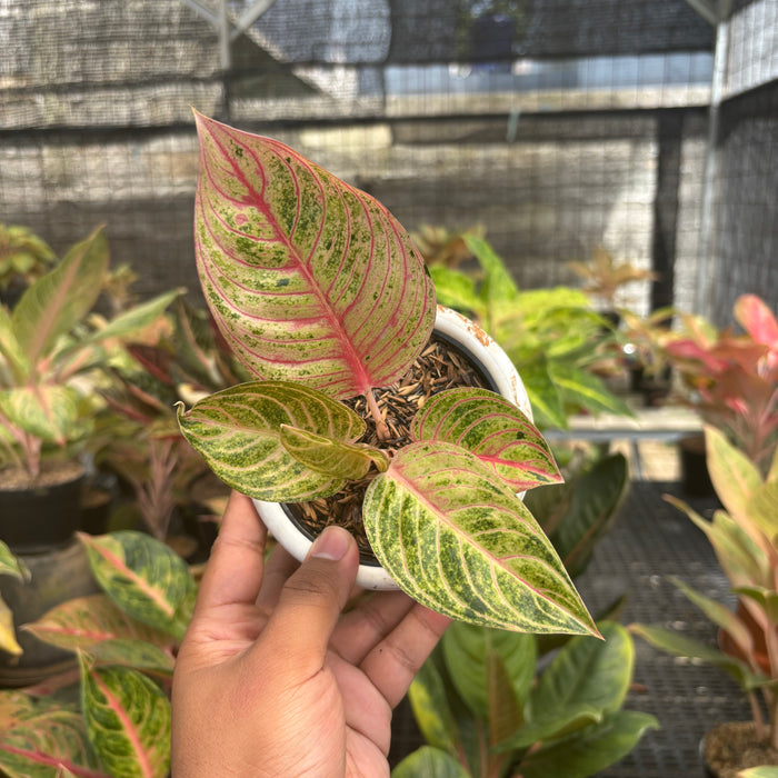 Aglaonema Mother of Teressa