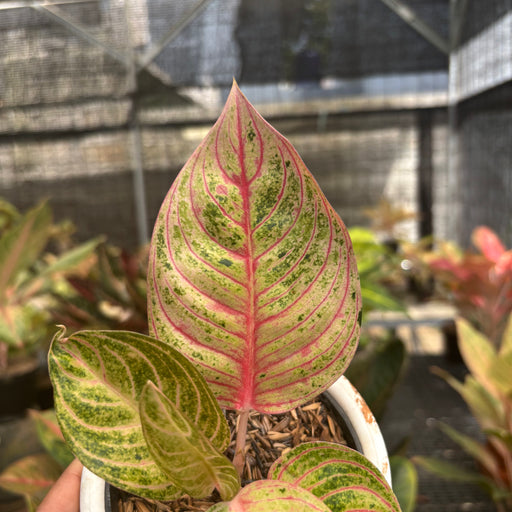 aglaonema hughes Aglaonema Mother of Teressa