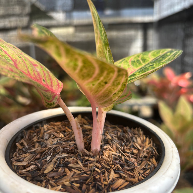 Aglaonema Mother of Teressa