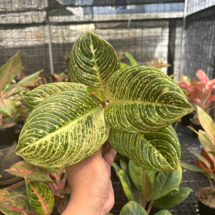 Aglaonema Asri Putih