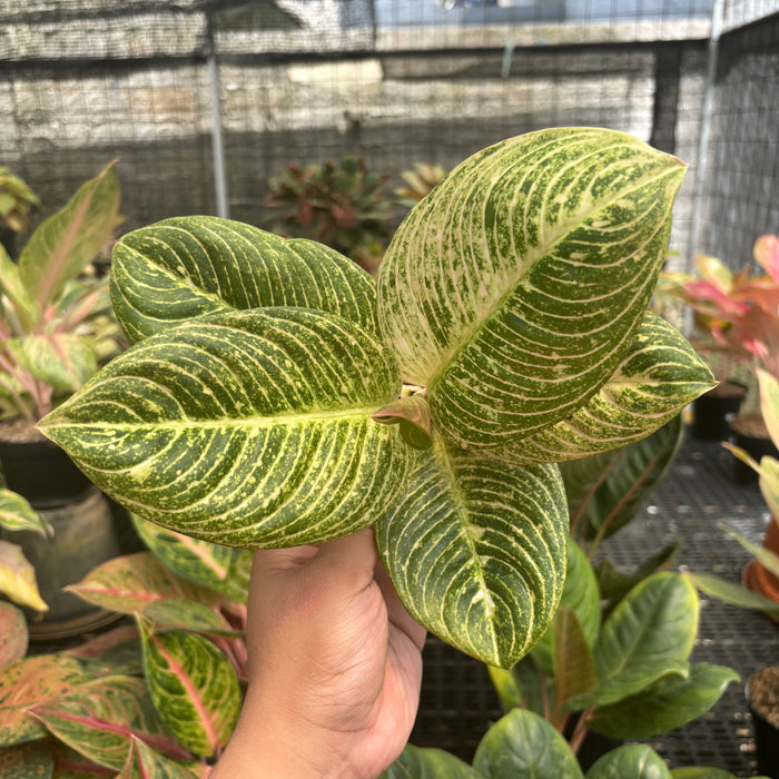 Aglaonema Asri Putih
