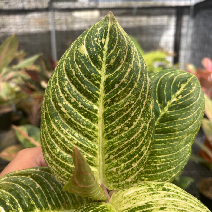 Aglaonema Asri Putih