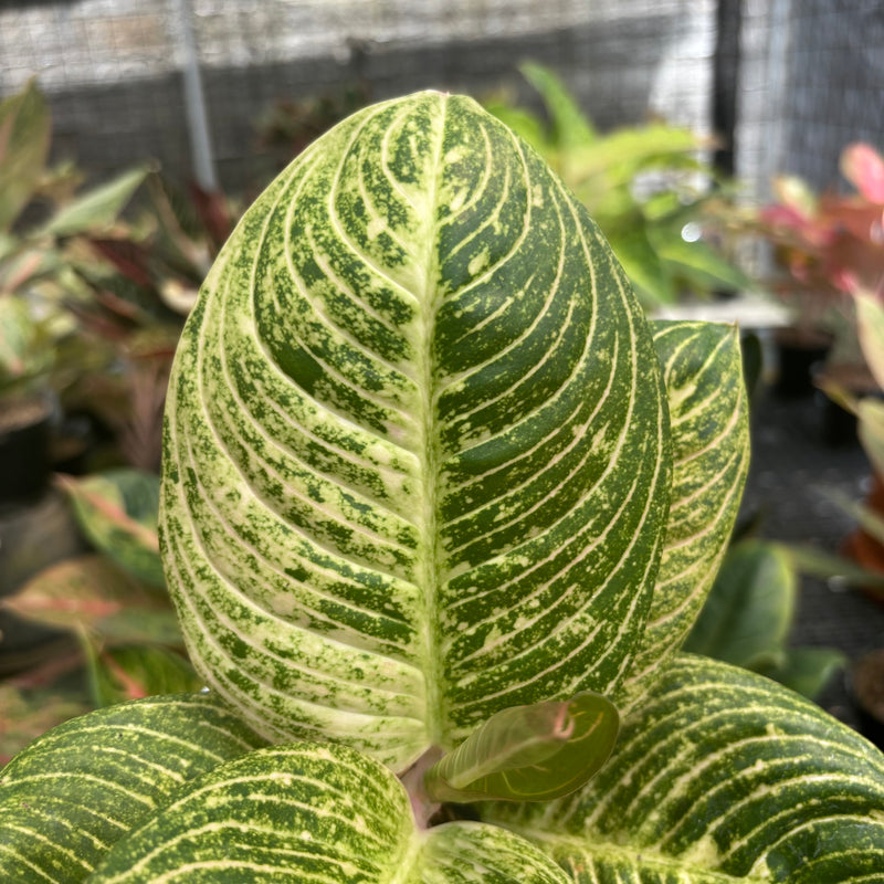 Aglaonema Asri Putih