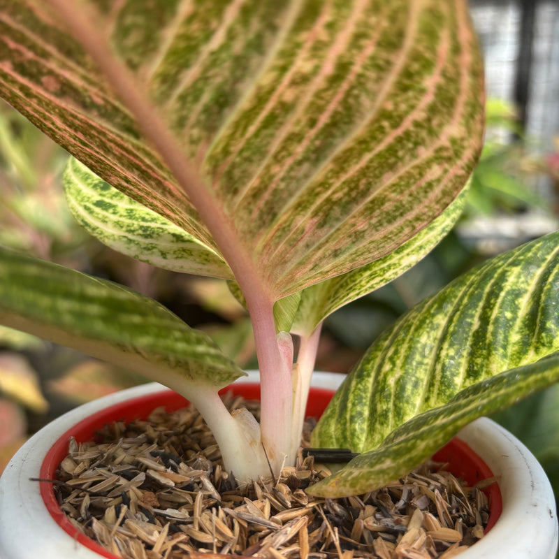 Aglaonema Asri Putih