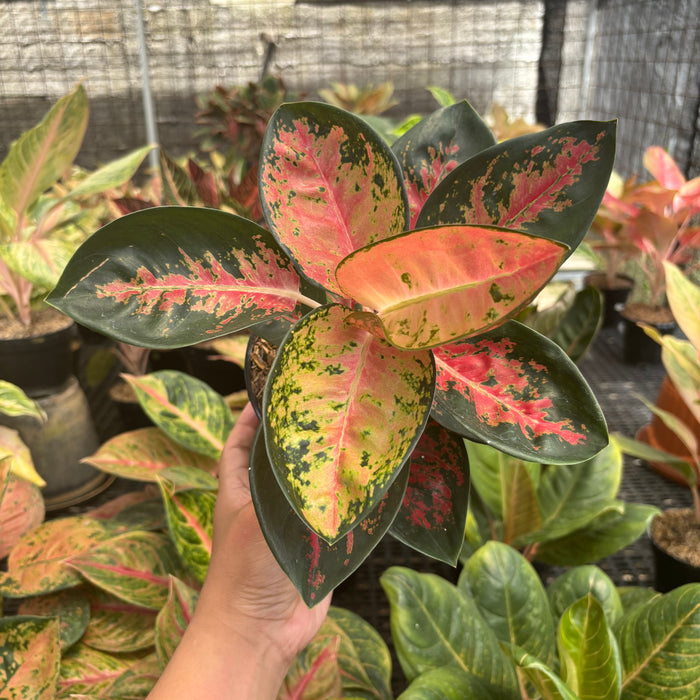 Aglaonema Kochincuna