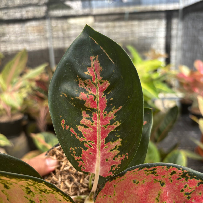 Aglaonema Kochincuna