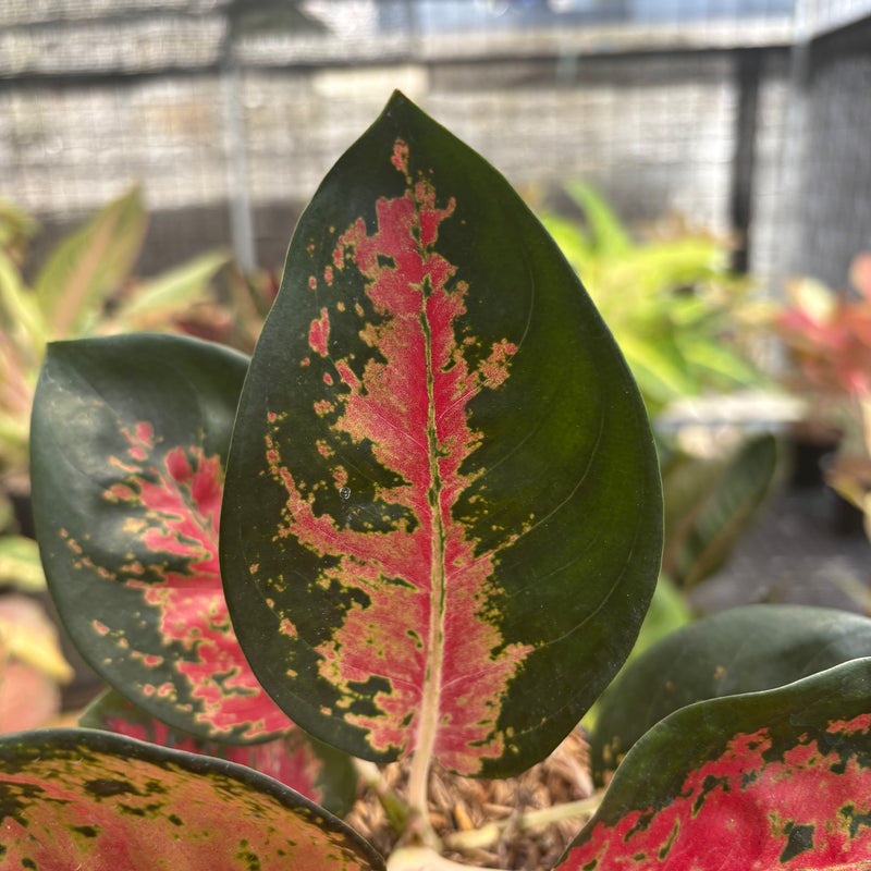 Aglaonema Kochincuna