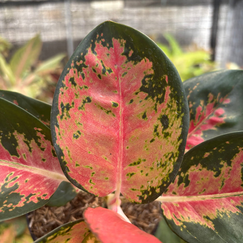 Aglaonema Kochincuna
