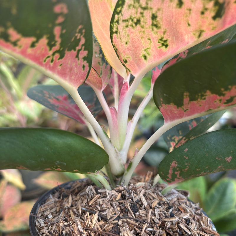 Aglaonema Kochincuna