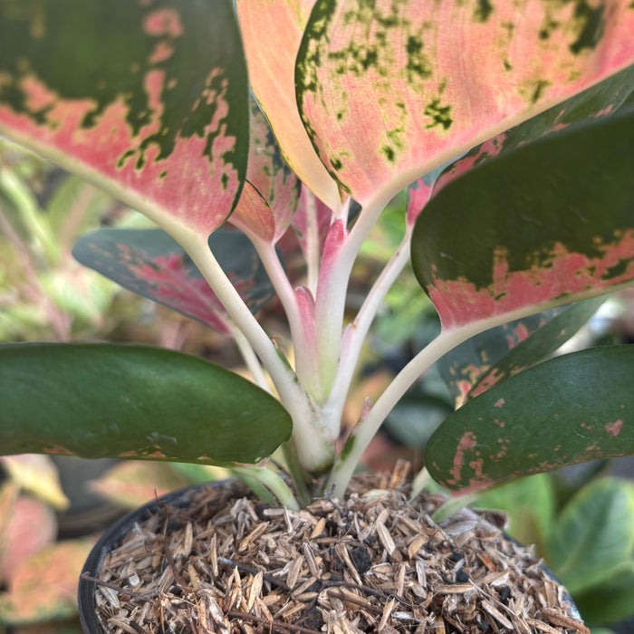 Aglaonema Kochincuna