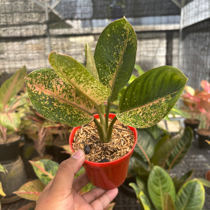 Aglaonema Antik