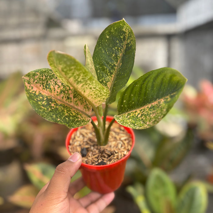 Aglaonema Antik