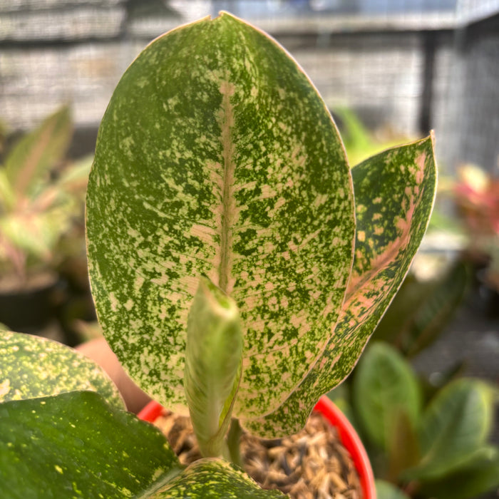 Aglaonema Antik