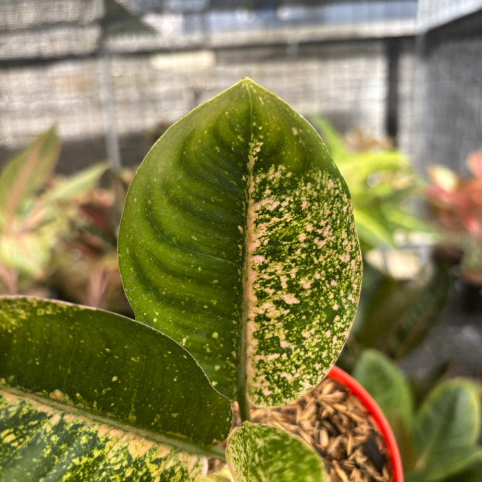 Aglaonema Antik