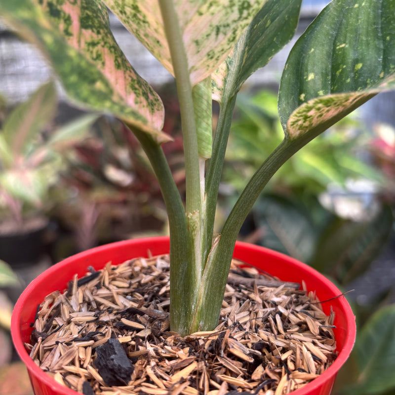 Aglaonema Antik