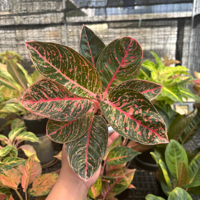 Aglaonema Sinta