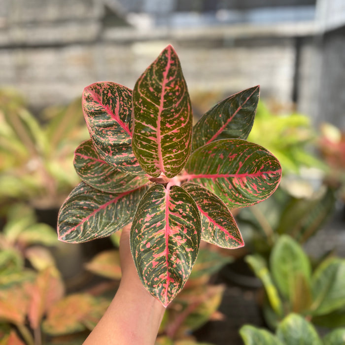 Aglaonema Sinta