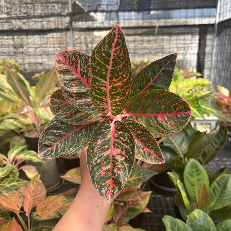 Aglaonema Sinta