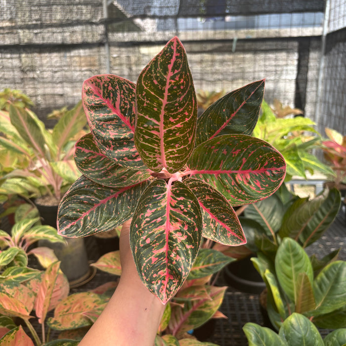 Aglaonema Sinta