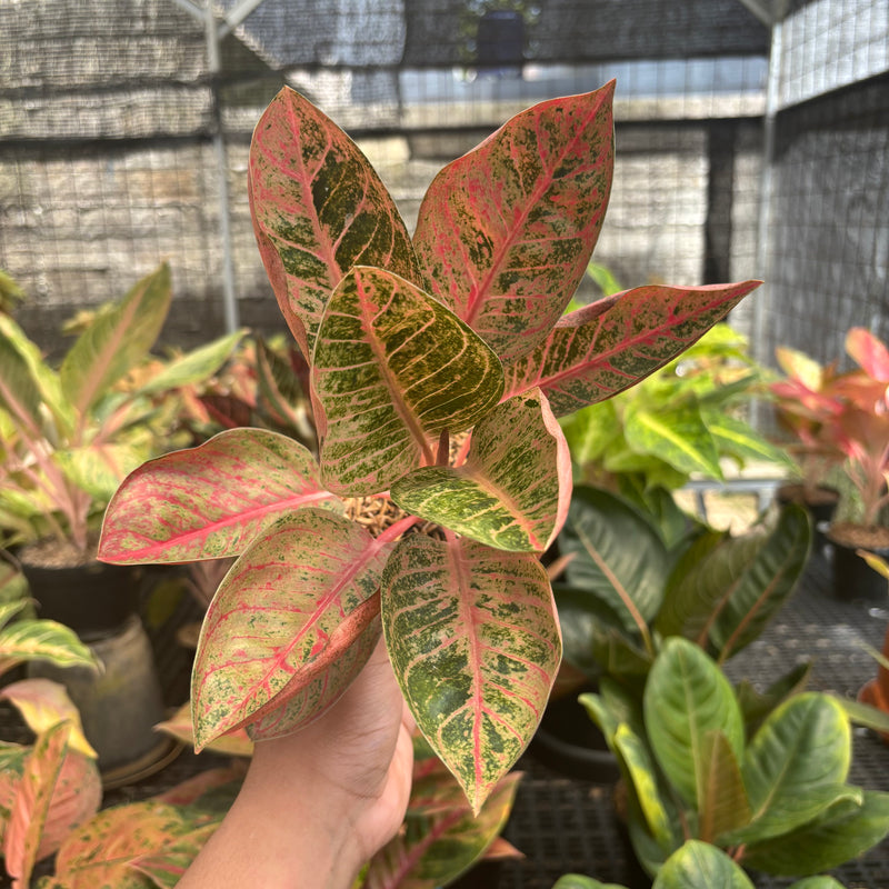 Aglaonema Chitsanu