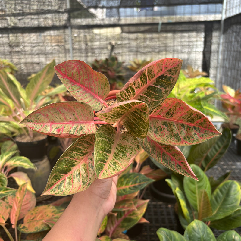 Aglaonema Chitsanu